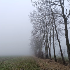onpYh - Fog