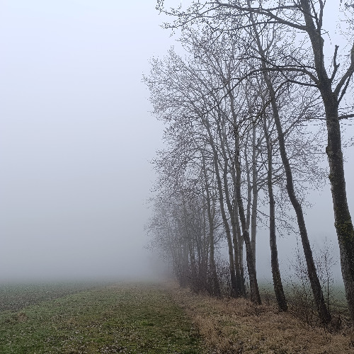 onpYh - Fog