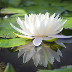 White Lotus
