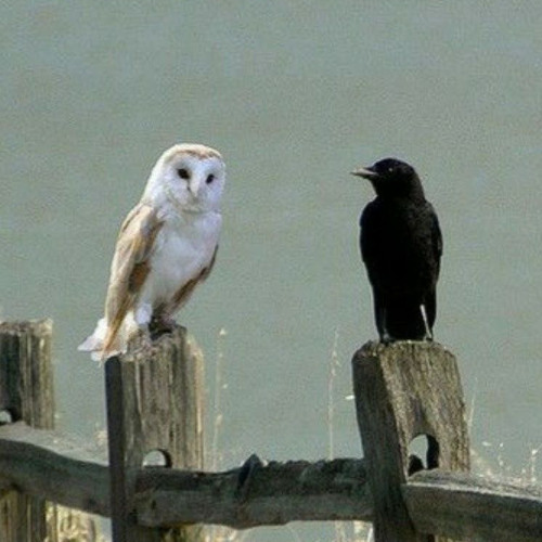 Alone with the Birds