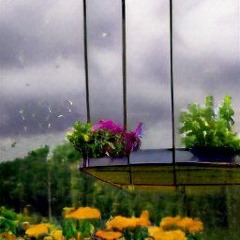 Rainy Sky Garden