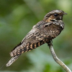 Pretty Whippoorwill