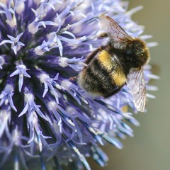 Bees