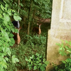 woods to meadows
