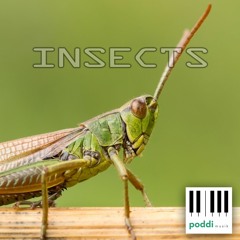 INSECTS
