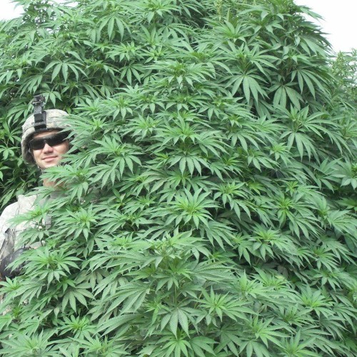 Weed Tree By Apiix