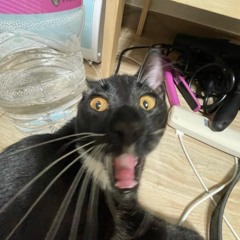 motive (meowmeow flip)