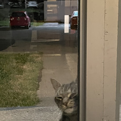 Evan_Tal, Likma-Bizare.mp3