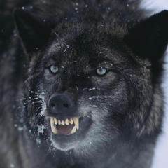 Lone Wolf