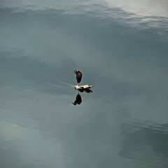 Solitary Poet of the Waters