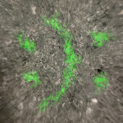 Acid Racetrack