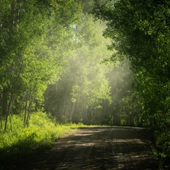 Alone in the forest