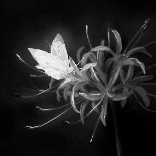 Nothing (The Ushanka Boy)