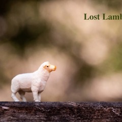 Lost Lamb Pt1