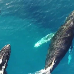 whales