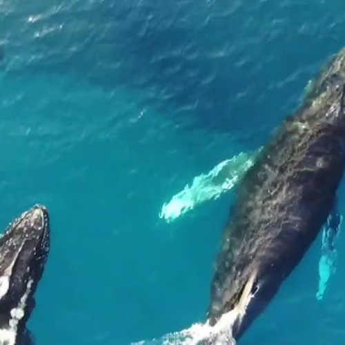 whales