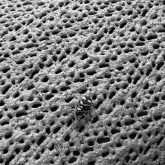 271025 NOCTURNAL CREATURES (NO MASTER)