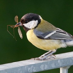 Parus Major (Instrumental Demo)