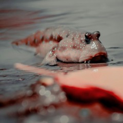 Skipping Puddles in the Sunshine (Grade 3 level)