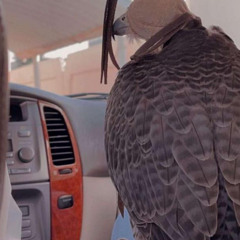 ياطير كن خاطرك مكسور.