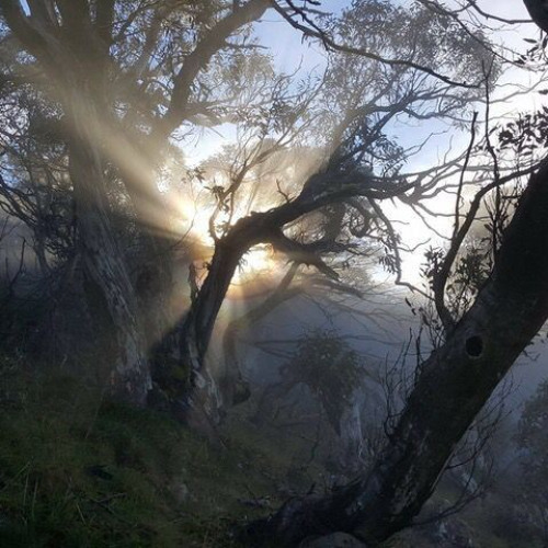forest