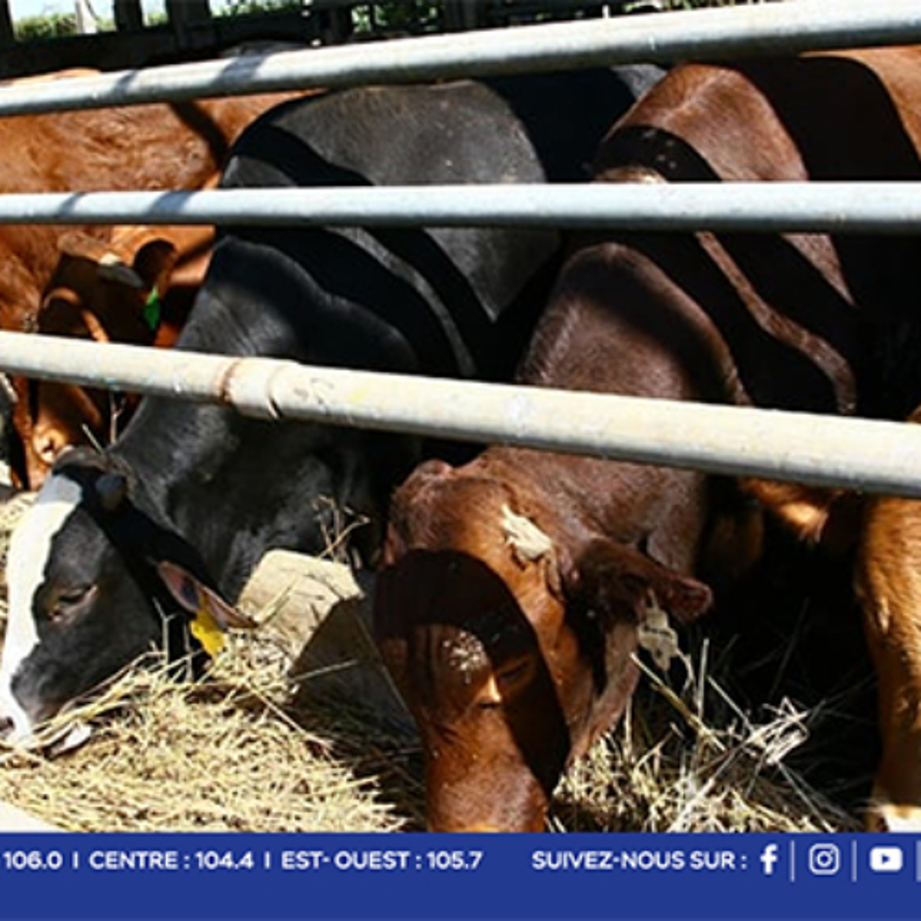 Eid-ul-Adha : 14 conteneurs, 249 têtes — soit 92 moutons, 67 cabris et 90 bœufs — en route vers Maurice depuis Rodrigues