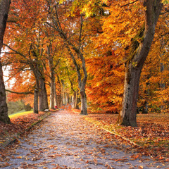 Leave It To The Wind