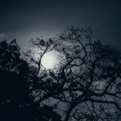 Song of the Winter Pines