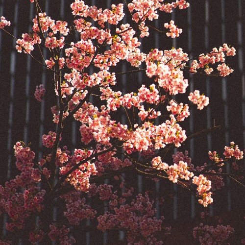 Knxwledge ~ Cheap