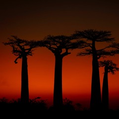 Madagascar dry forest sounds