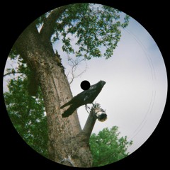 Maître Bangé Sur Son Arbre Perché