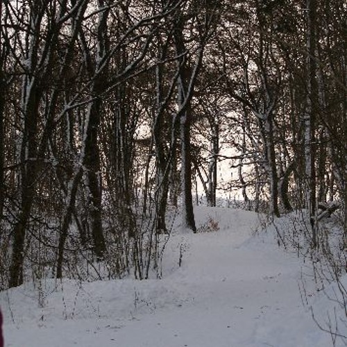 The Way Through The Woods