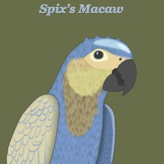 Spix's Macaw Blues