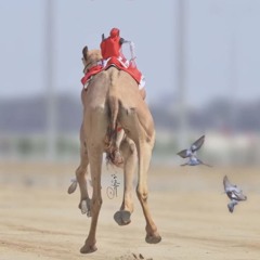 ‎⁨جديد  هــجن الرئاسة  كلمات سعيد بن مصلح الاحبابي  ⚜️اداء محــمد ال نجم ⚜️⁩.m4a