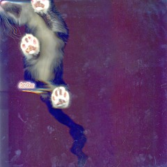 Matthew Callis - Cat Toes