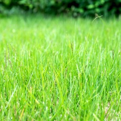 grass_chapter172