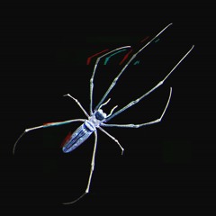 Nephila - RVGNVR (Song Preview)