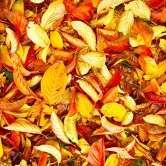 Autumn (Part 1)