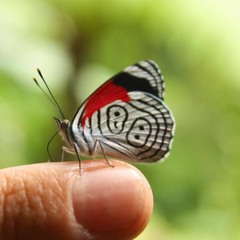 Que Hermosa Mariposa