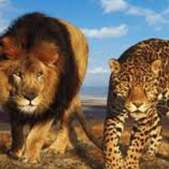 Lion Cheetah