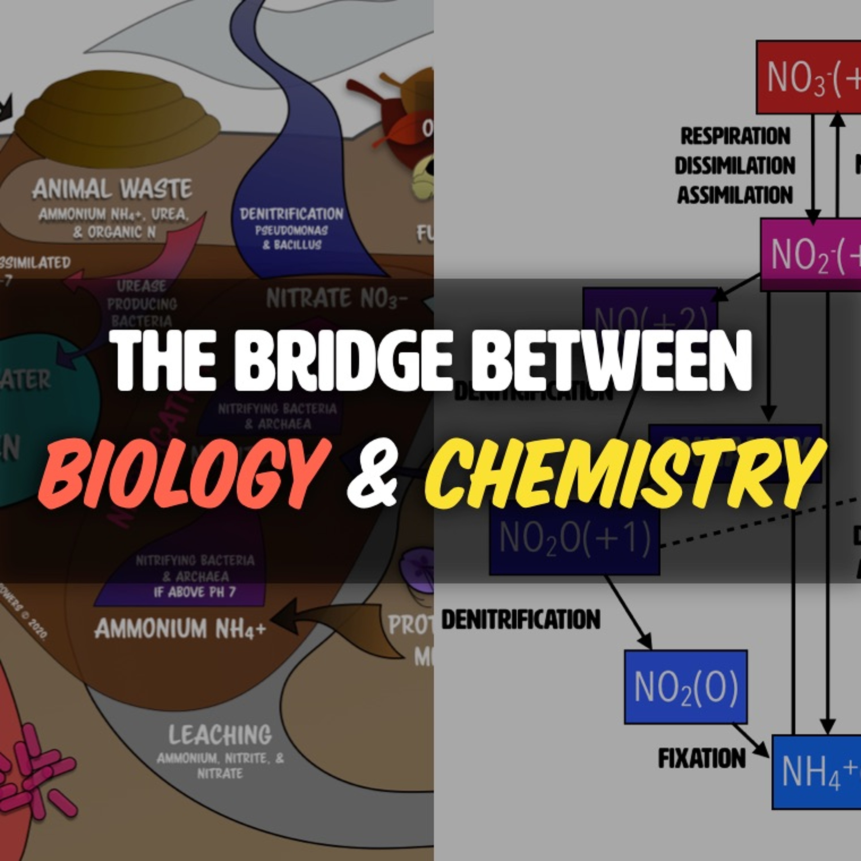 The Bridge between Soil Chemistry and Biology [FULL WEBINAR]