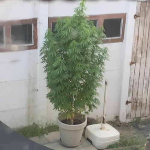 kwn wa hier bezig is keano.420