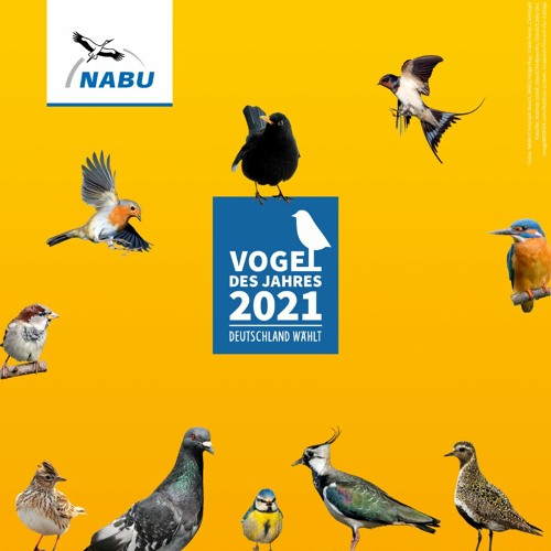 Synthibirds - Vogel des Jahres