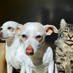 At Home With The Naive Melody