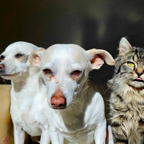 At Home With The Naive Melody