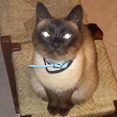 TomAce - Melhor música de sempre