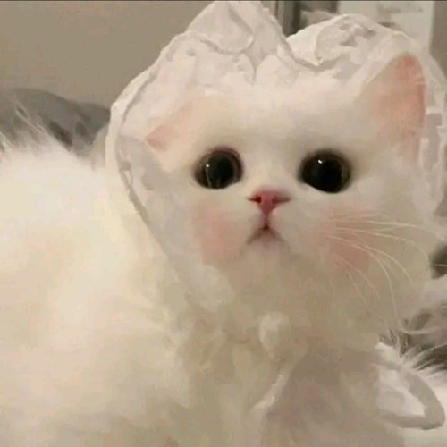 Đừng Tìm Anh Nữa Remix