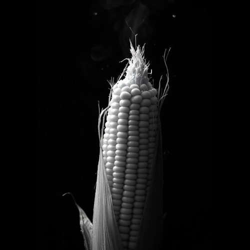 Fear Of Corn