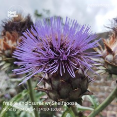 fragile enclosures w/ Shelfgoose - 4th August 2024
