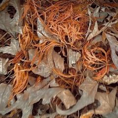 dusk groove - "beat for sale"-